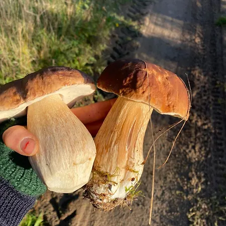 Lejlighed Entschleunigen Im Fachwerkhaus Am Wald